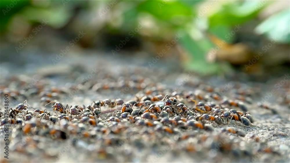 Colony Of Ants Dismember And Eating Beetle Closeup Colony Of Ants Dismember And Eating Beetle Closeup
