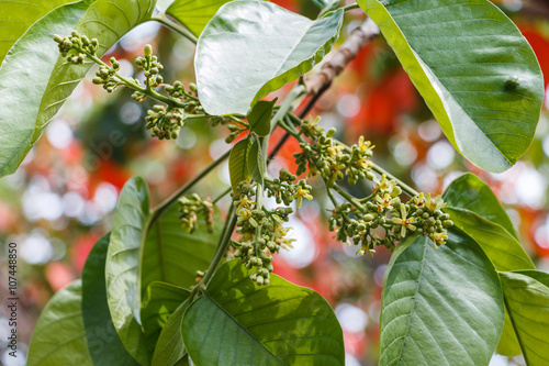 Wallpaper Mural Santol Flower Torontodigital.ca