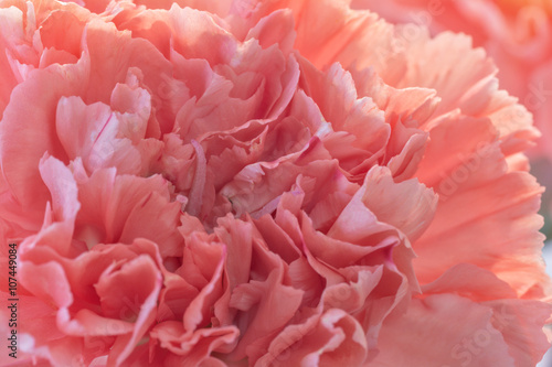 Carnation Close Up