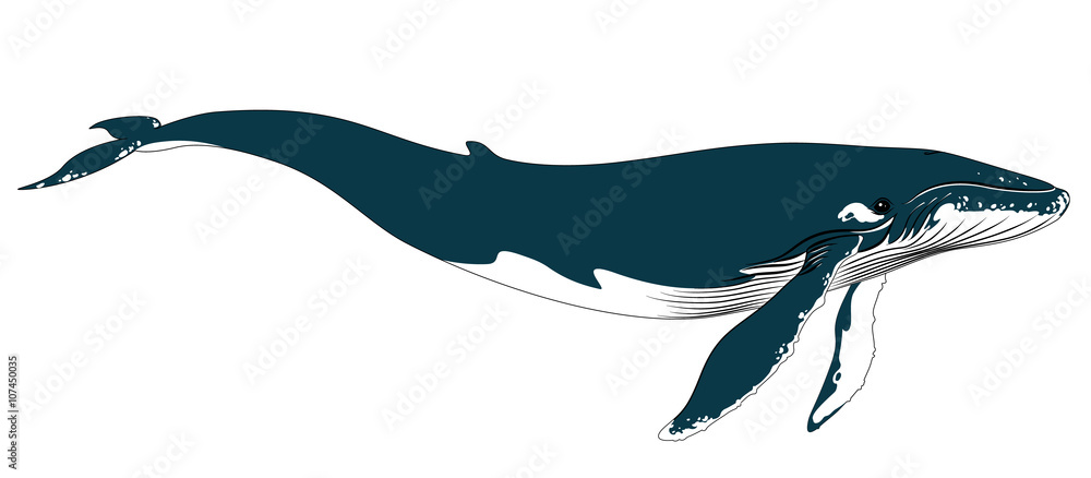 Fototapeta premium Realistic big blue whale on a white background.