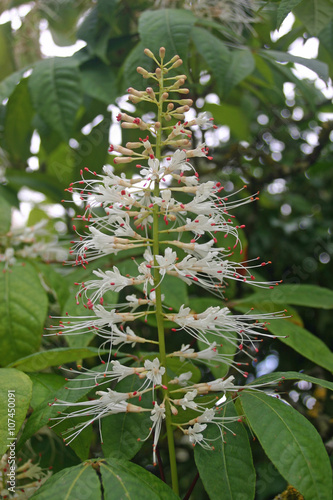 Dwarf horse chestnut flower