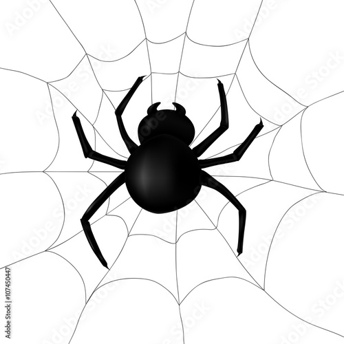 Spider in web