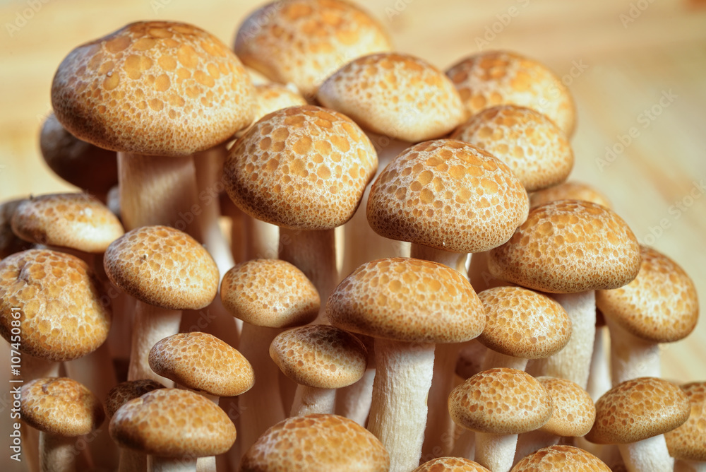 Heap of raw Buna Shimeji mushrooms Heap of raw Buna Shimeji mushrooms