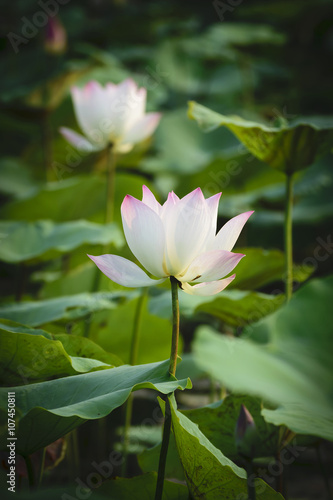Lotus flower on green background