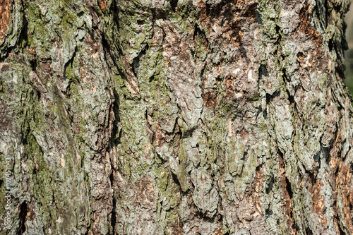Bark of pine tree