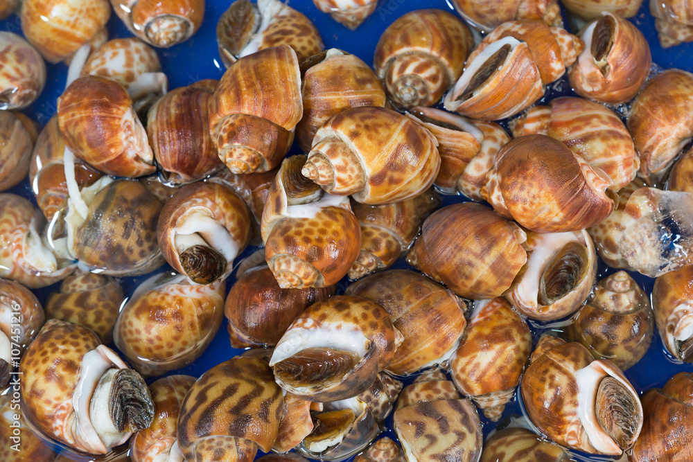 Fresh Spiral babylon snail at a market, selective focus Fresh Spiral babylon snail at a market, selective focus