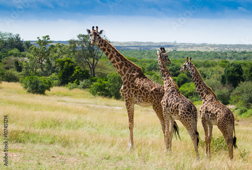 Photography Giraffes herd in Masai Mara National Park Kenia