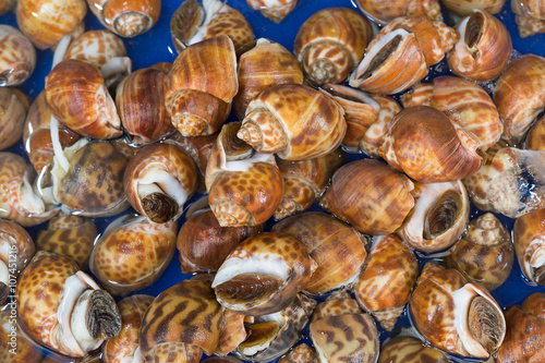 Fresh Spiral babylon snail at a market, selective focus photo