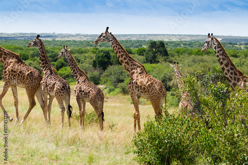 Giraffes herd in Masai Mara National Park Kenia