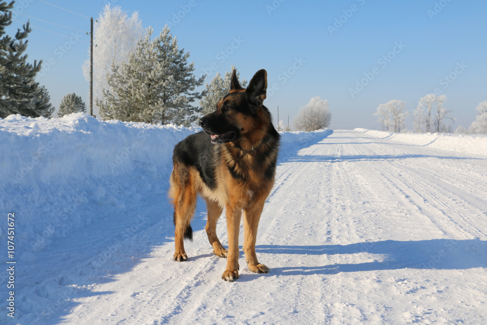 German shepherd dog on snow in winter day German shepherd dog on snow in winter day