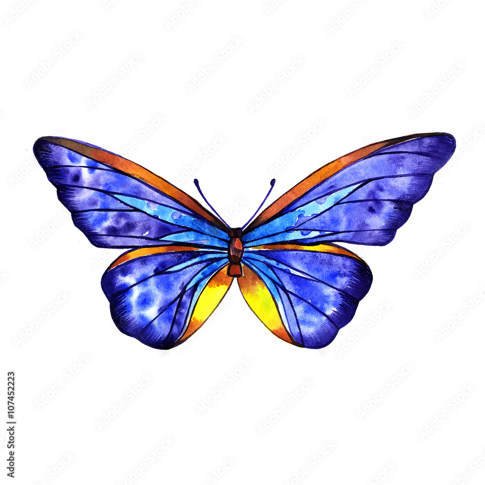 Fototapeta premium Watercolor butterfly summer