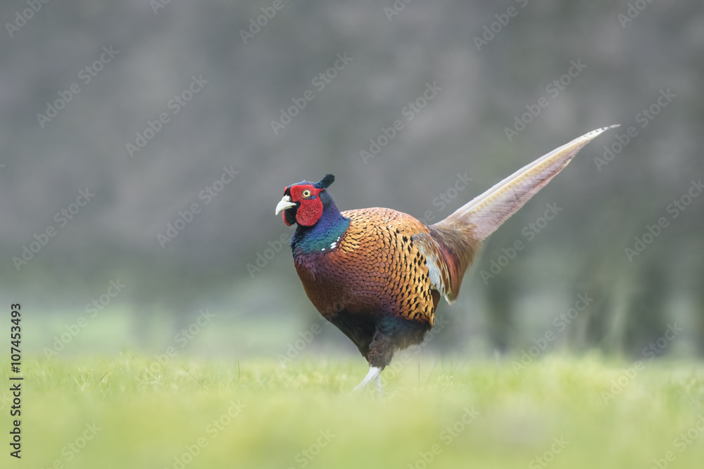 Fototapeta premium Male Pheasant in a meadow