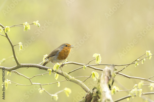Robin redbreast bird singing