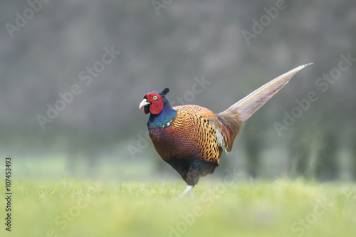 Wallpaper Mural Male Pheasant in a meadow Torontodigital.ca