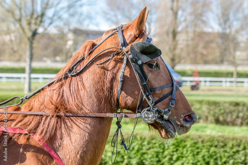 Fototapeta premium Cheval de trot avec œillères