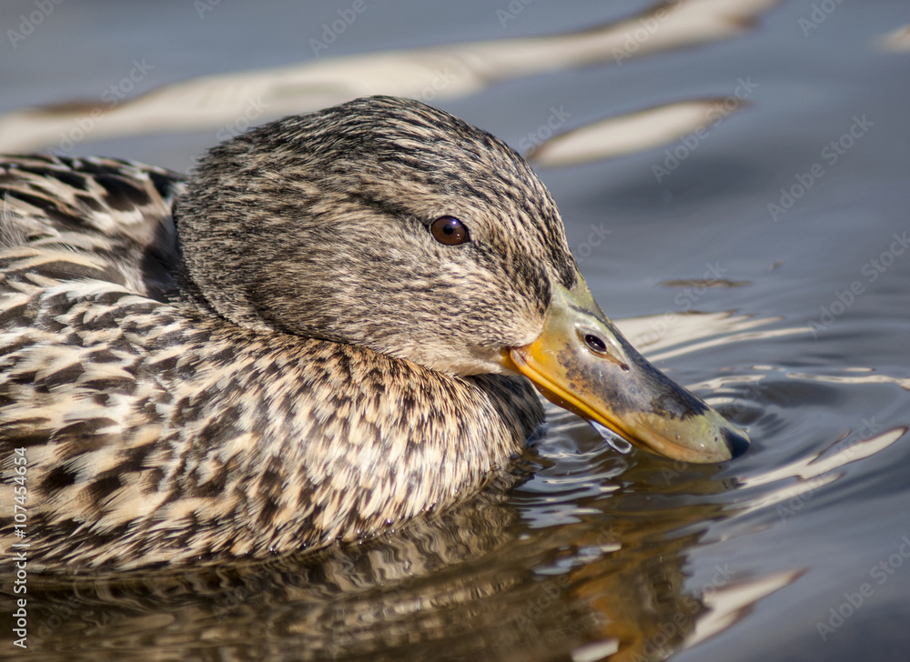 Fototapeta premium kaczka