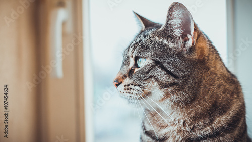 Alert tabby cat sitting indoors