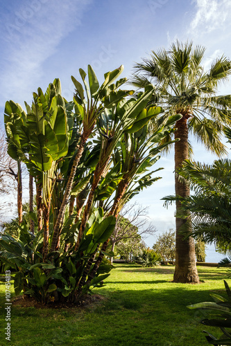 banana green trees and palm, park, Monaco photo