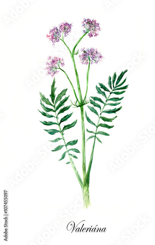 Valerian. Collection herb. Watercolor hand drawn illustration. Botanical illustration photo