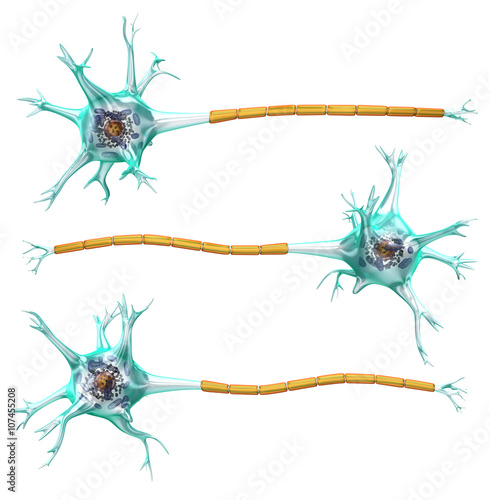 Obraz na plátně Nerve cell. Set isolated on white