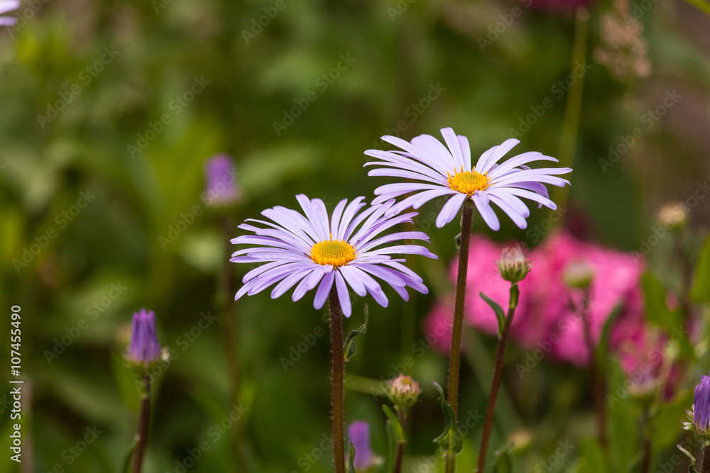 Obraz premium flower