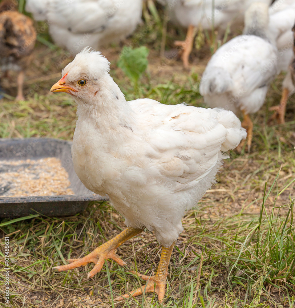 A close up of a nestling chicken running in the garden foto de Stock