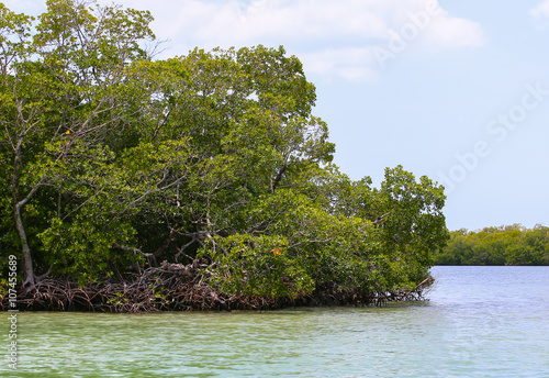 Estero Bay Mangroves