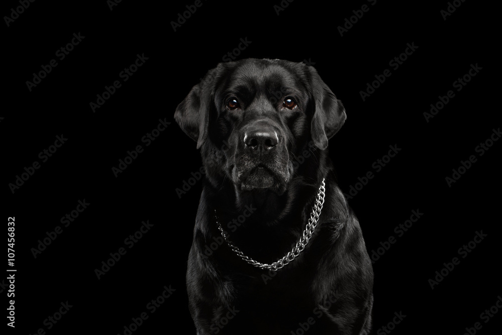 Closeup Portrait black Labrador Dog, Serious Looking, Front view, Isolated Closeup Portrait black Labrador Dog, Serious Looking, Front view, Isolated