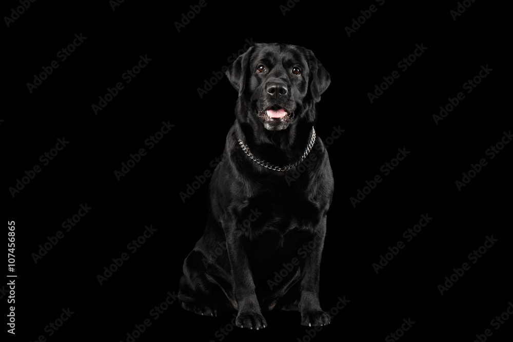 Muscle Labrador Dog Sitting in Front view, Isolated on black