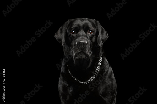 Closeup Portrait black Labrador Dog, Serious Looking, Front view,  Isolated © seregraff