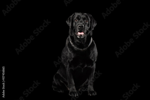 Muscle Labrador Dog Sitting in Front view, Isolated on black
