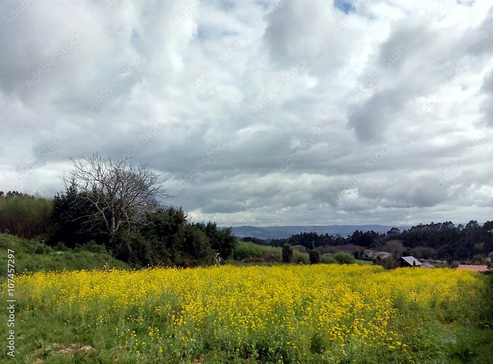 Obraz premium Yellow field of flowers