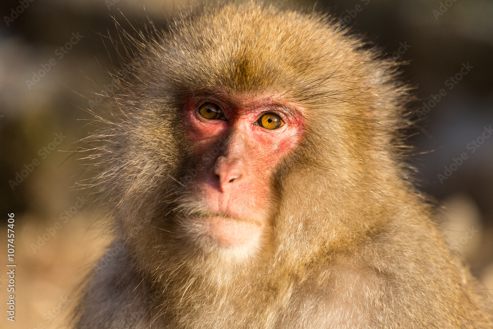 Brown monkey Brown monkey