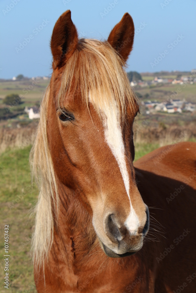 Tête de cheval