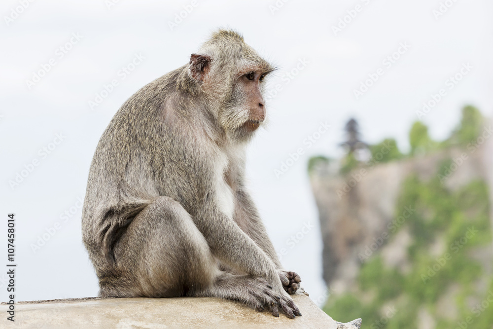 Monkey (Macaca fascicularis) near Pura Ulawatu temple near Ubud, Bali Indonesia Monkey (Macaca fascicularis) near Pura Ulawatu temple near Ubud, Bali Indonesia