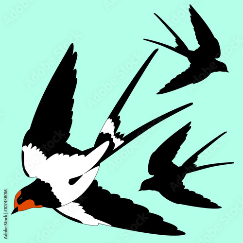 Swallow black silhouette 