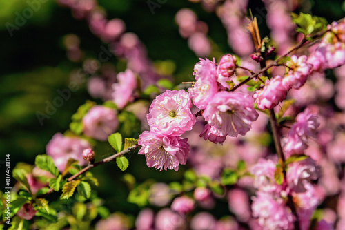 Wallpaper Mural Spring Flowers Torontodigital.ca