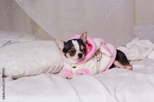 Chihuahua dog is lying on bed
