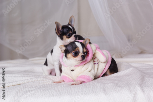 Chihuahua dogs are lying on bed