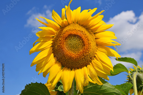 Young sunflower over blue sky