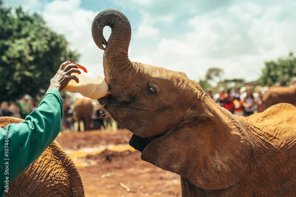 Naklejka premium Baby elephant feeding with milk in national park Nairobi, Kenya 