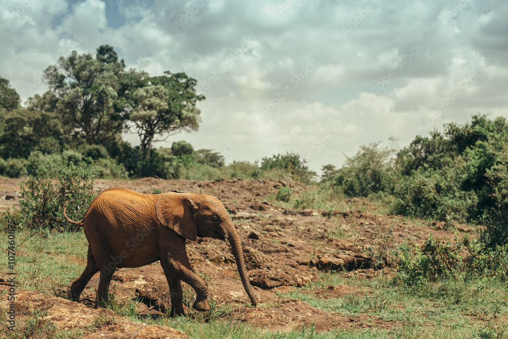 Obraz premium Baby elephant in national park Nairobi, Kenya 