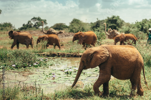 Baby elephants walking free in national park Nairobi, Kenya 