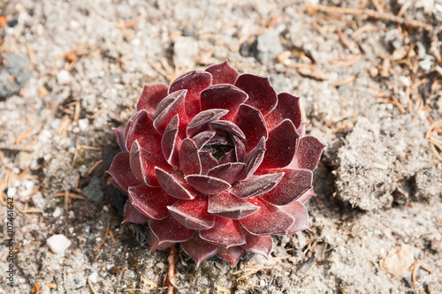 Red sempervivum photo