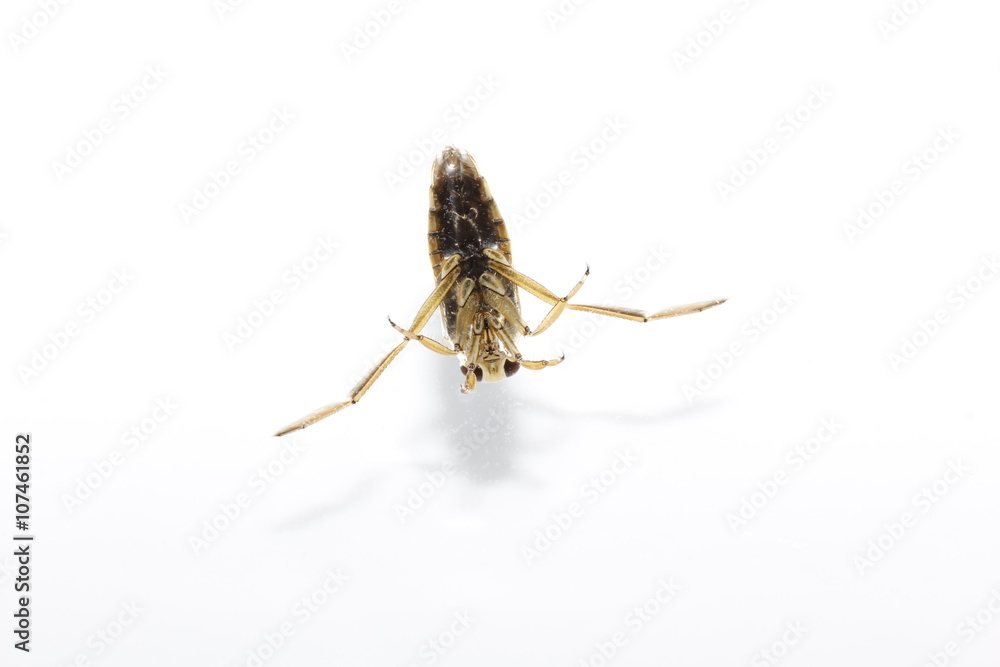 Notonecta glauca Stock Photo Adobe Stock