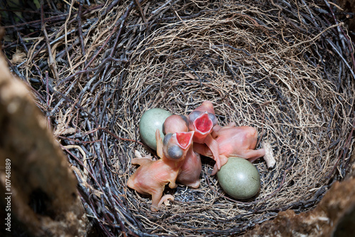 Nest of Jay (Garrulus glandarius). Eggs and chicks