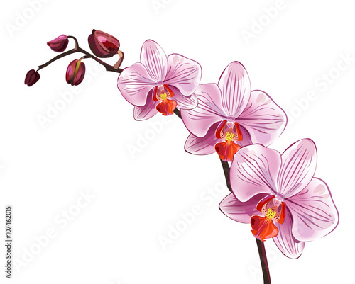 Pink orchid branch