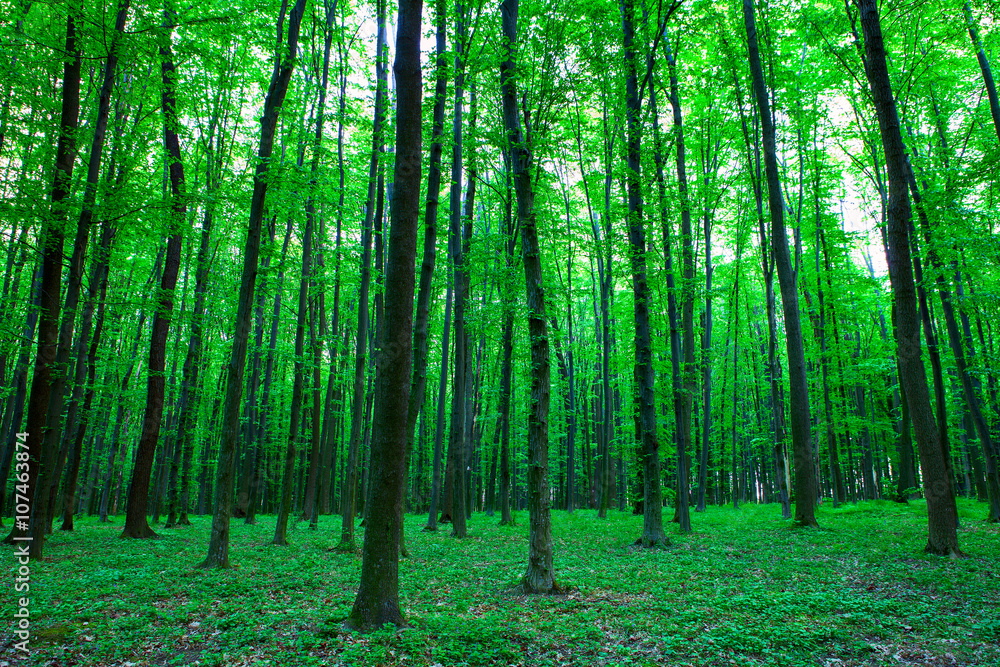 Fototapeta premium beautiful green forest