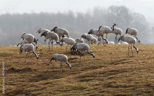 Group of crane birds eating from the grass