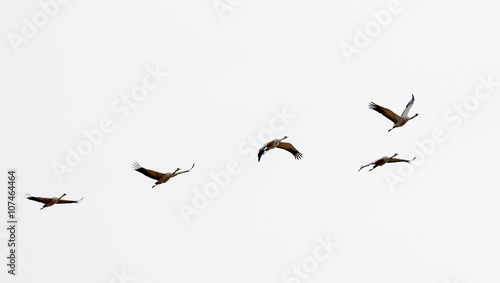 Silhouette of five flying crane bird